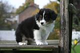 BERGER AUSTRALIEN PUPPIES 885